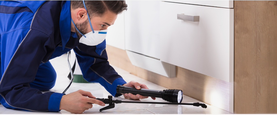 Marshall pest xpert removal